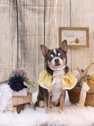 20241005メルくん